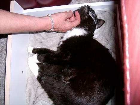 Huskat Totti - Aah!!! billede 20