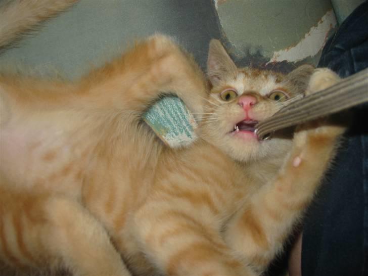 Huskat Krumme billede 8