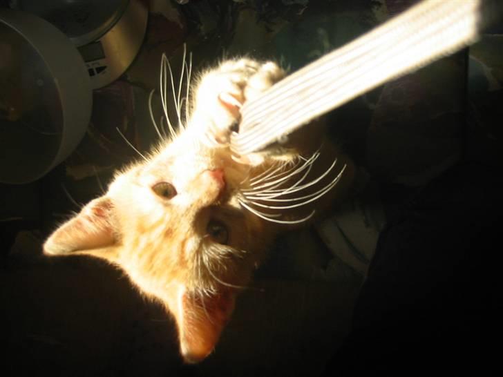 Huskat Krumme billede 9