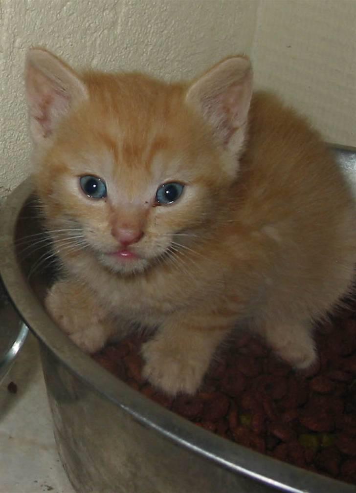 Huskat Krumme billede 10