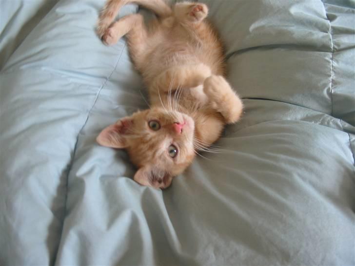 Huskat Krumme billede 11