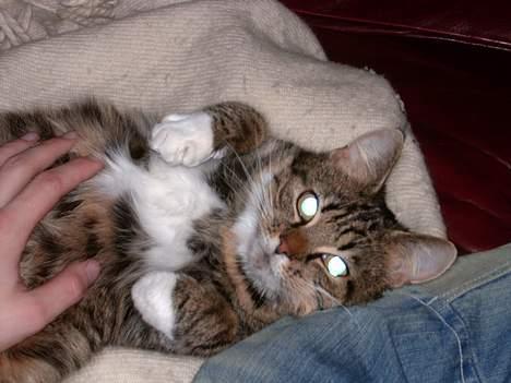 Huskat Musse<3 - Se lige mig<3 er jeg bare ikke kær<3 billede 7