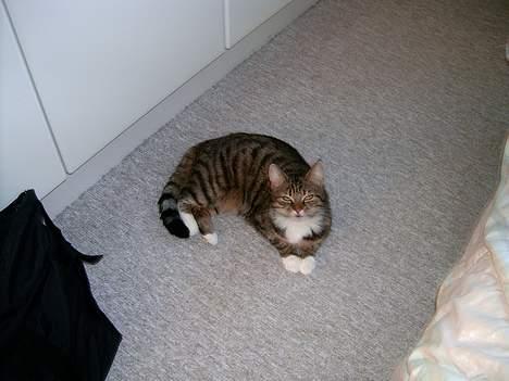 Huskat Musse<3 - Aaaah.. Heeej<3:D billede 8