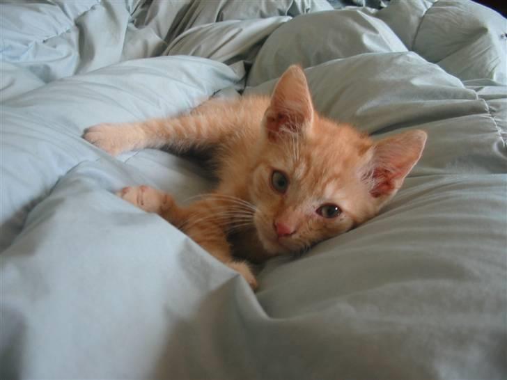 Huskat Krumme billede 12