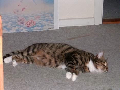 Huskat Musse<3 - Jeg er tyk jeg ved det jo godt<3 billede 9