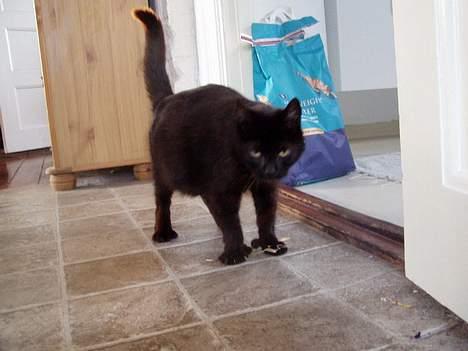 Huskat Wicca - HAR IKKE MERE billede 19