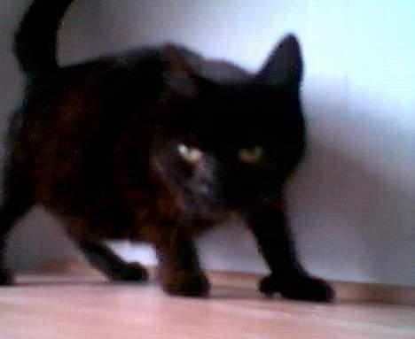 Huskat Wicca - HAR IKKE MERE billede 20