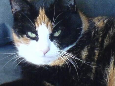 Huskat Pusser billede 1