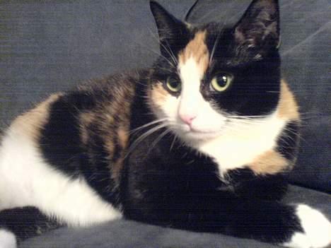 Huskat Pusser billede 2