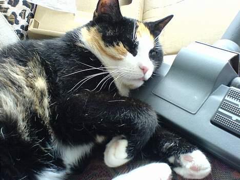 Huskat Pusser billede 3