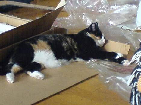 Huskat Pusser billede 4