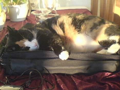 Huskat Pusser billede 5