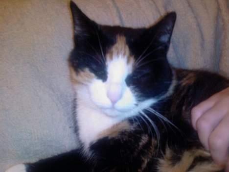 Huskat Pusser billede 6