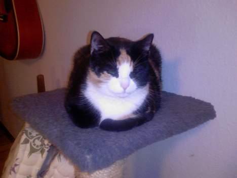 Huskat Pusser billede 7