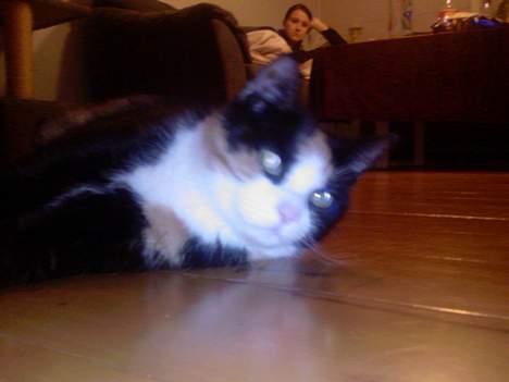 Huskat Pusser billede 8