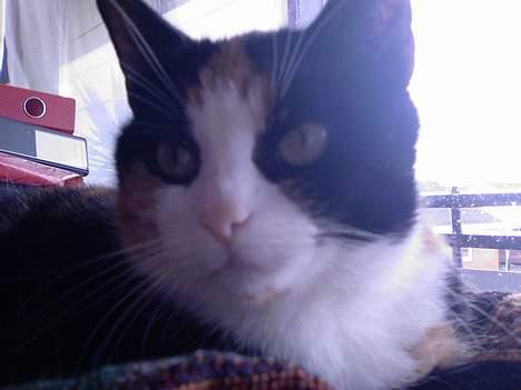 Huskat Pusser billede 9