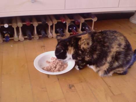 Huskat Pusser billede 10