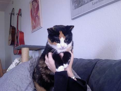 Huskat Pusser billede 11