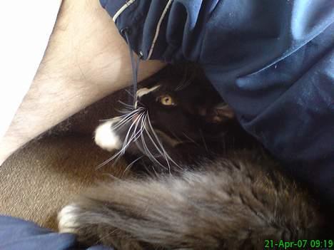 Maine Coon Stella billede 6