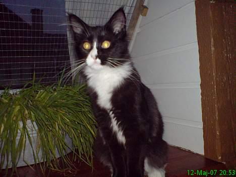 Maine Coon Stella billede 7