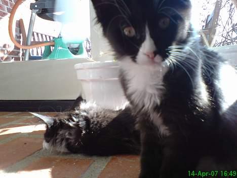 Maine Coon Stella billede 8