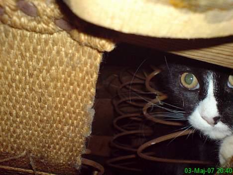 Maine Coon Stella billede 9