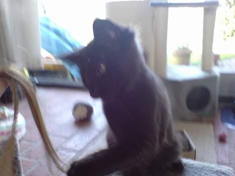 Maine Coon Kaiser  billede 6