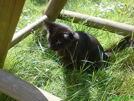 Maine Coon Kaiser  billede 7