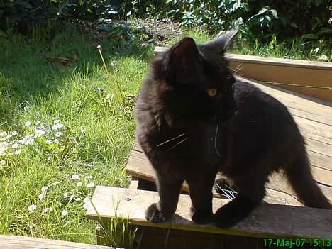 Maine Coon Kaiser  billede 8