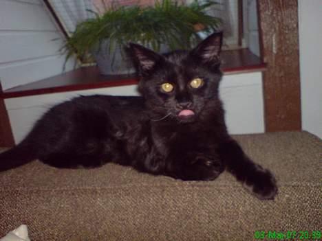 Maine Coon Kaiser  billede 9