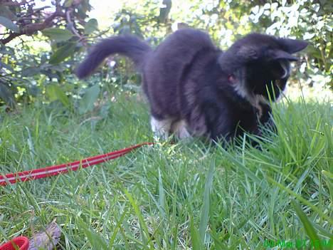 Maine Coon Stella billede 10