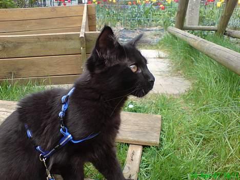 Maine Coon Kaiser  billede 11