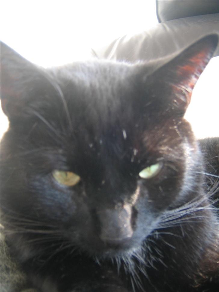 Huskat Felix billede 2