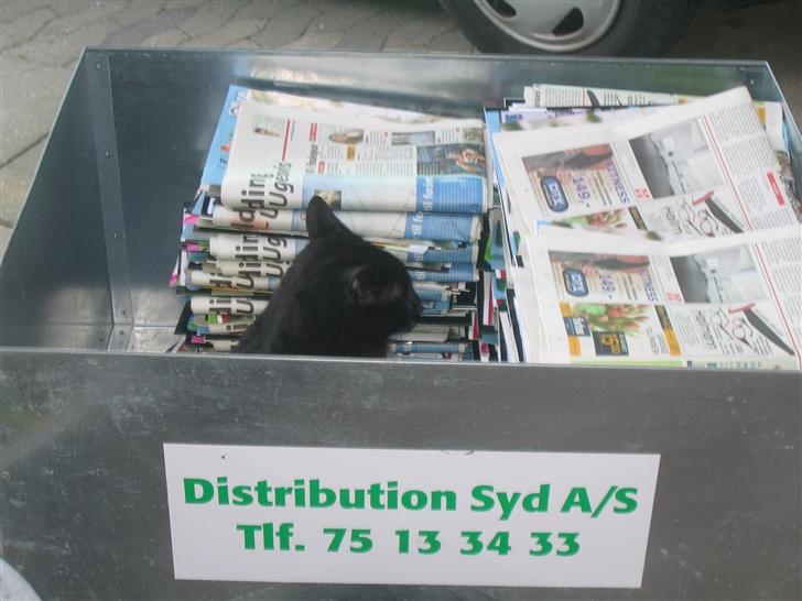 Huskat Felix billede 3