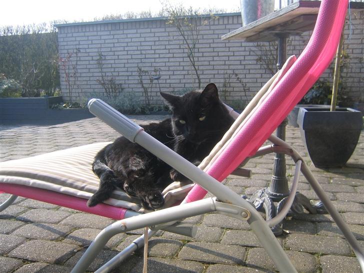 Huskat Felix billede 4