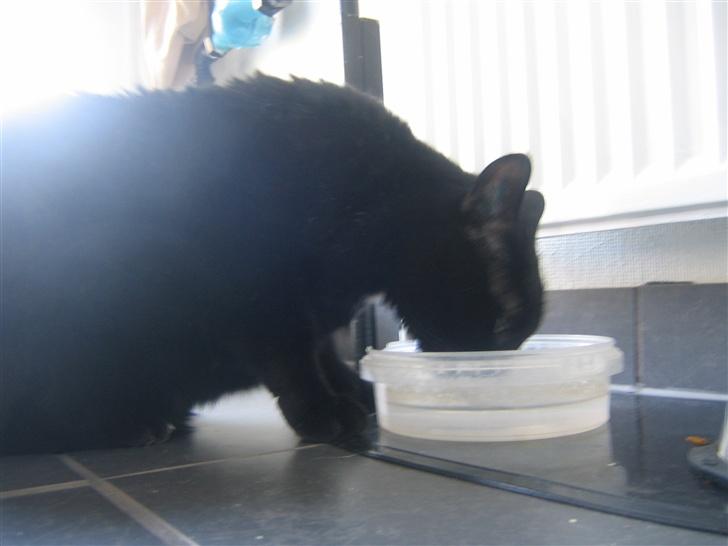 Huskat Felix billede 5