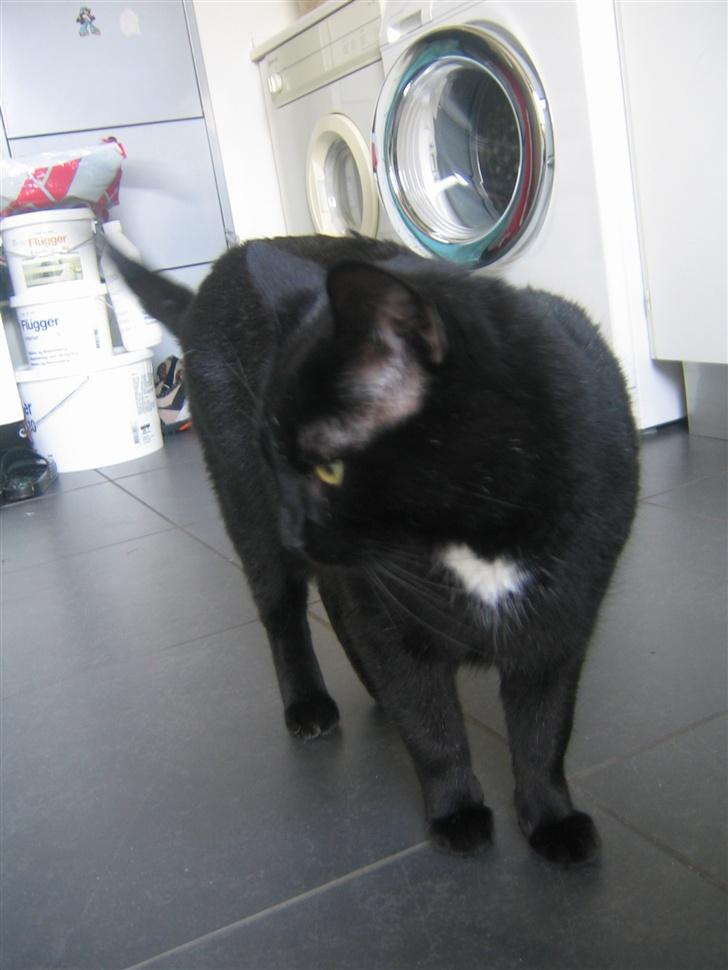 Huskat Felix billede 6