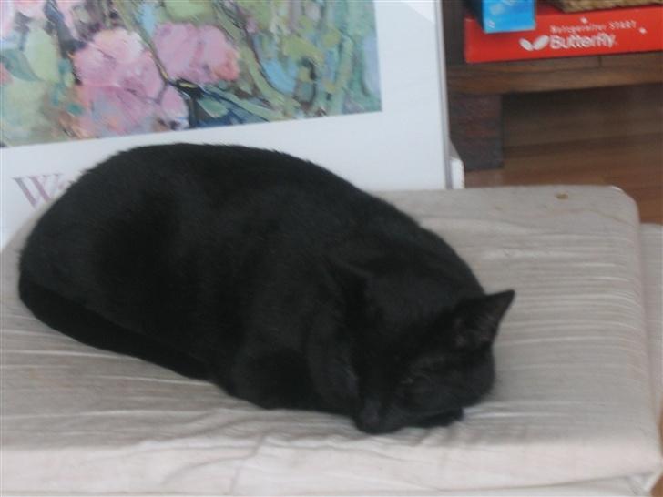 Huskat Felix billede 7