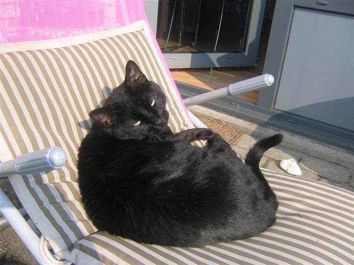 Huskat Felix billede 8