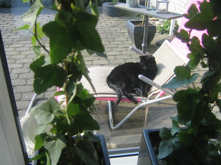 Huskat Felix billede 9