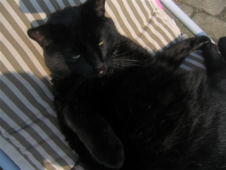 Huskat Felix billede 10