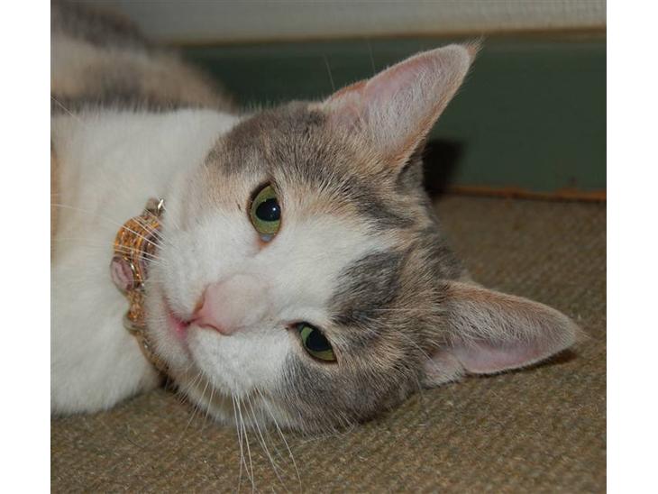 {{currentPhoto.altText}} billede {{currentPhoto.number}}