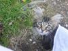 Maine Coon Coon (solgt)