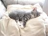Maine Coon Buddha