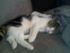 Huskat minnie *R.I.P.*
