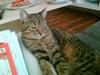 Huskat wobble *R.I.P.*