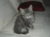Maine Coon Kenzo