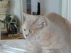 British Shorthair charlott