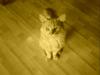 Maine Coon Joey