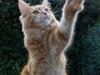 Maine Coon kousgaards Titio